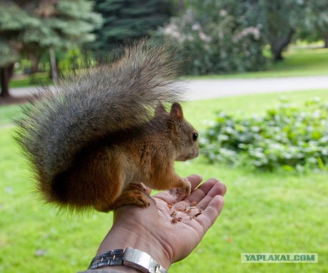 Белочка пришла