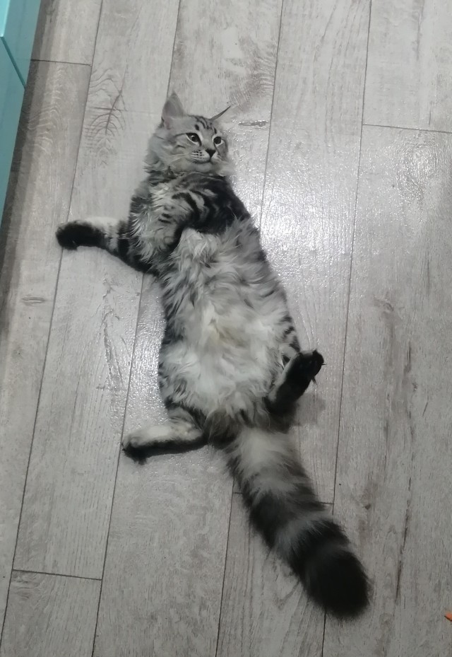 К котовторнику. Кот Роршаха