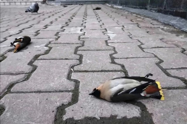 Пьяные свиристели