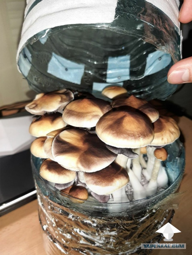 Хозяйкам на заметку