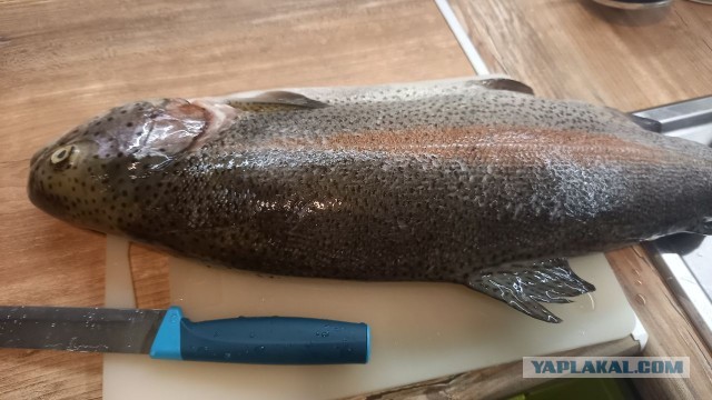 Рубрика "Дмитрич накормит". Рыба. Часть 1/2