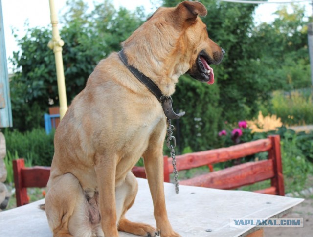 Будка своими руками.