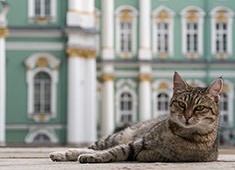 Победили котики и бабушки.