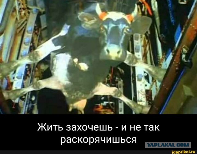 Если вы никогда не видели шпагат альпаки, то теперь увидели