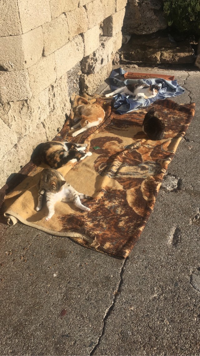 Город котов.
