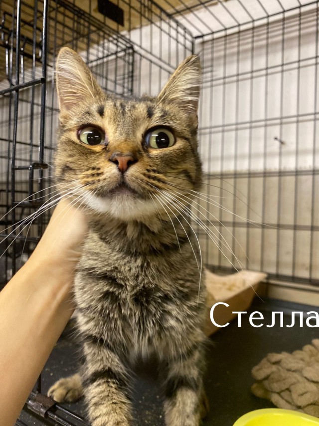 Жизнь домашнего приюта "Котоленд" 519
