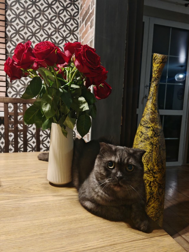 Кошачья Любовь