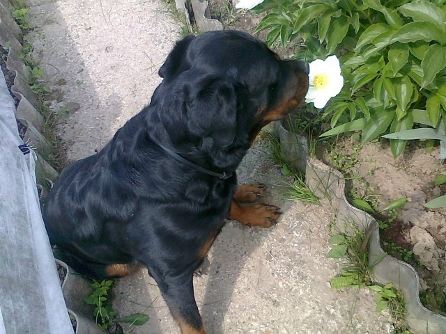 Понятно без слов