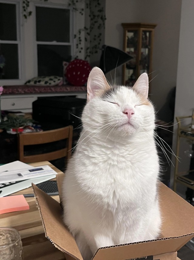 Рандомных фото котов тред