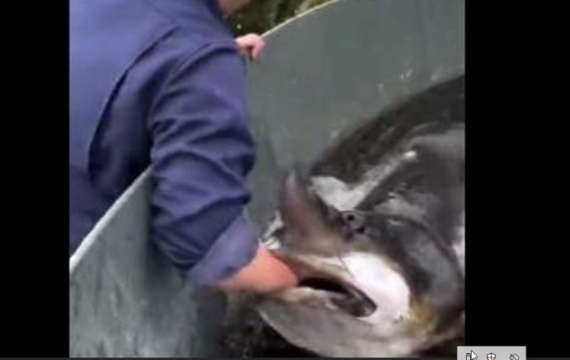 Кормим рыбку