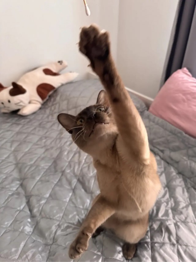 Котовторнику - Быть