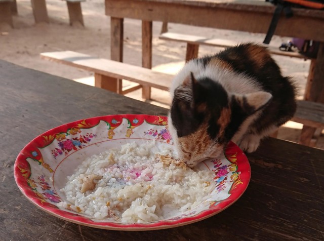 Уличных трёхцветных кошек тред