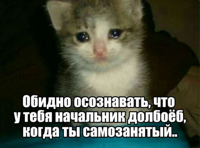 Картинки для деградации 249 (разной степени свежести)