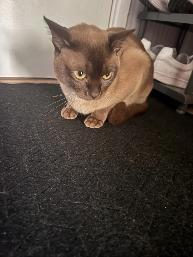 Хорошо что сегодня вторник. Котовторник)