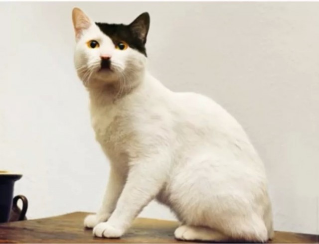 Мой кот