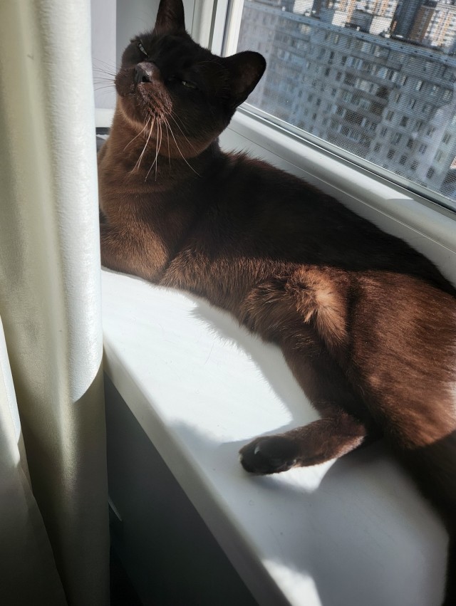 К-котовторник