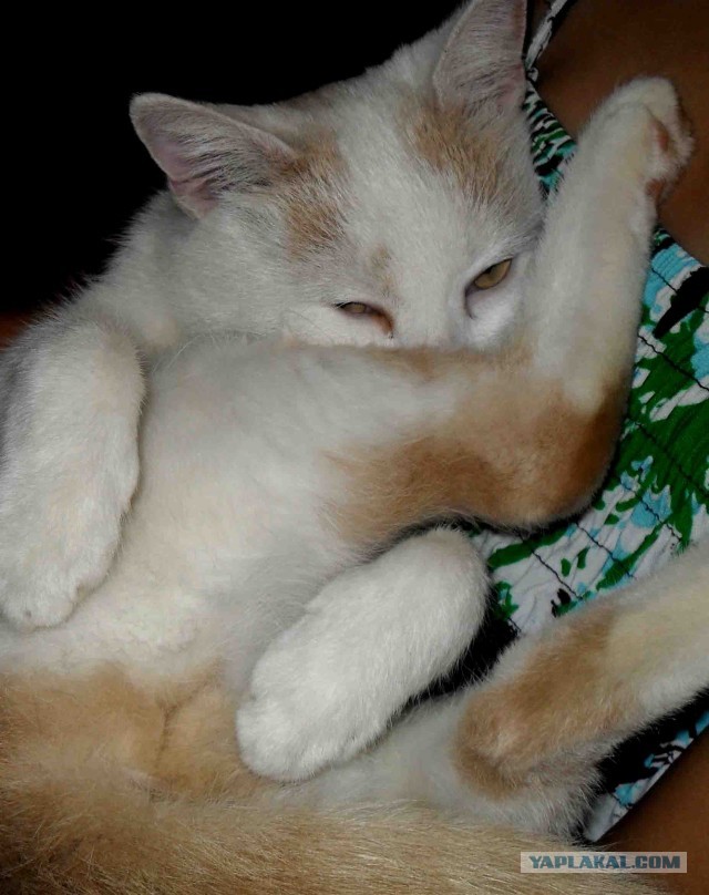 Котовторник 8.10.2013