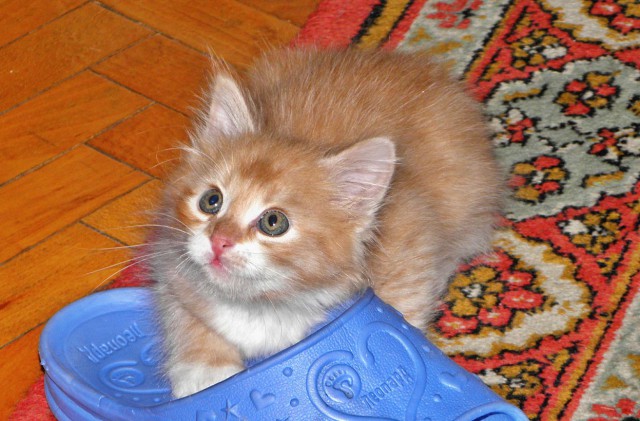 Котовторник  05.11.2013