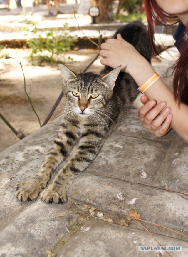 Стамбульские кошки