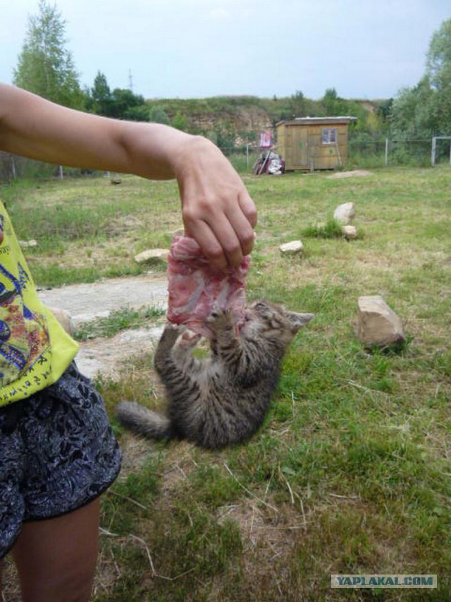 Котовторник  28.01.14