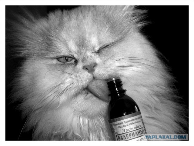 Подборка забавных и курьезных фотографий