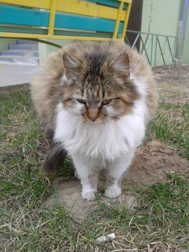 Котовторник 01.04.2014