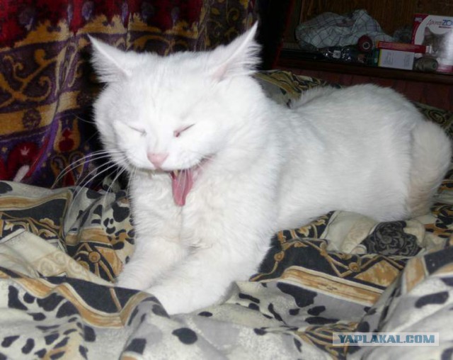 А у тебя есть фото твоей зевающей котейки ?