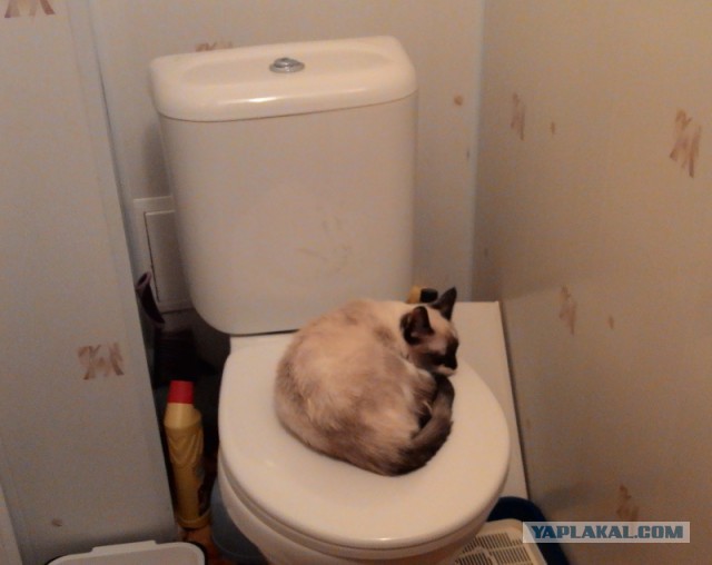 Котовторник 28.10.2014