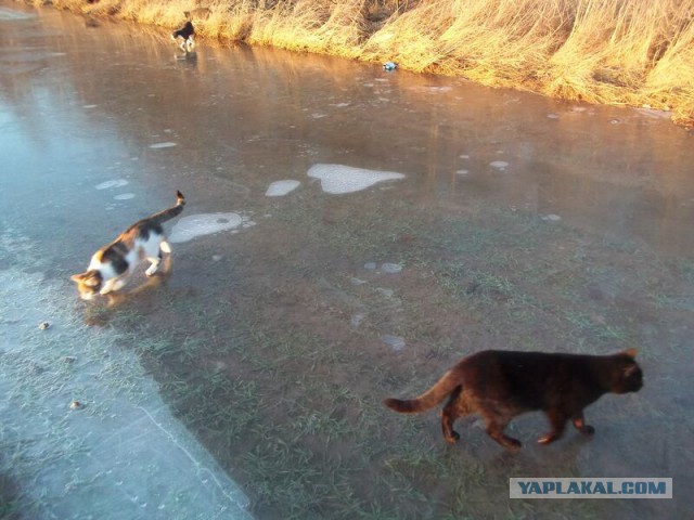 Жизнь домашнего приюта для котеек 45
