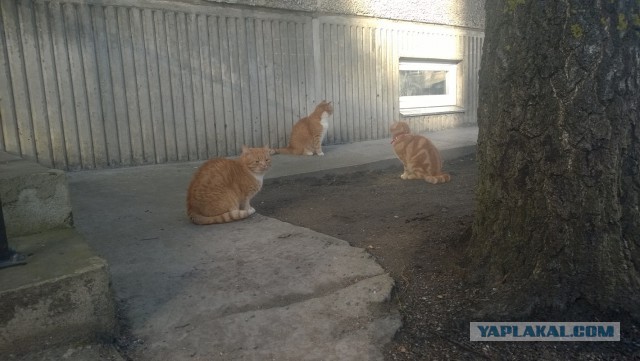 Котовторник