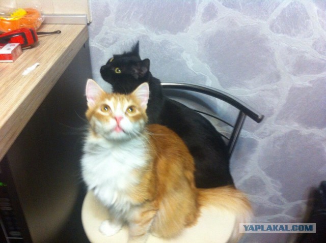 Котовторник 24.03.2015