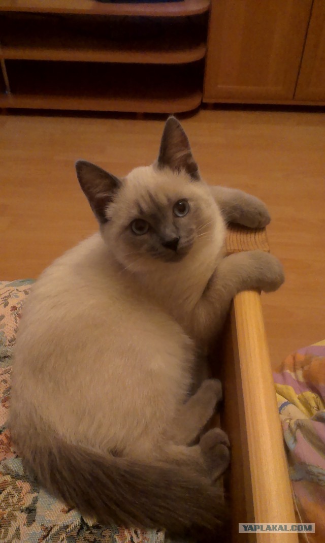 Котовторник 24.03.2015