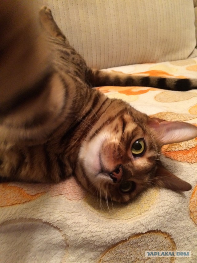 Котовторник 5.05.2015.