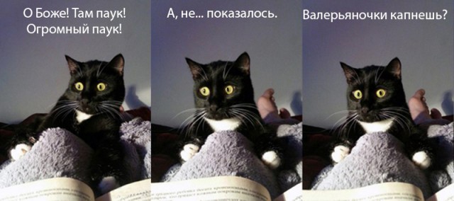 Известные котомемы.