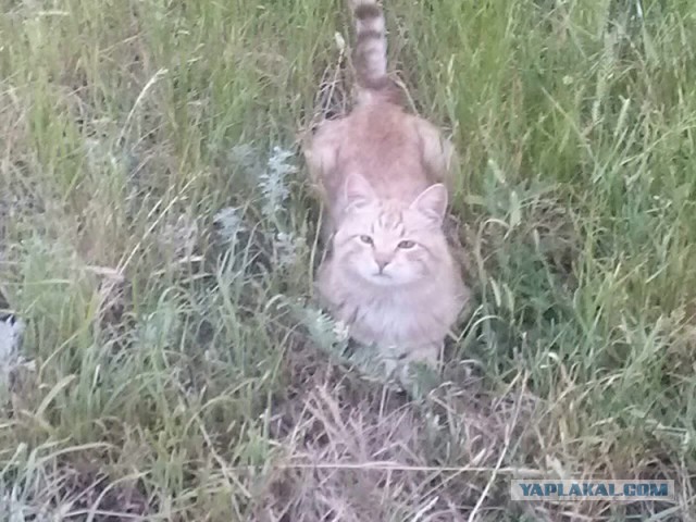 Котовторник