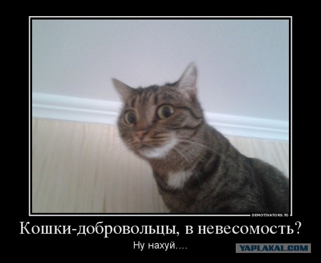 Кошки при нулевой гравитации