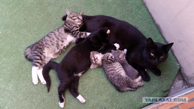 Сочинские коты)