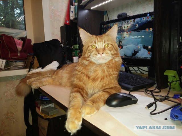 Котовторник 20.10.2015