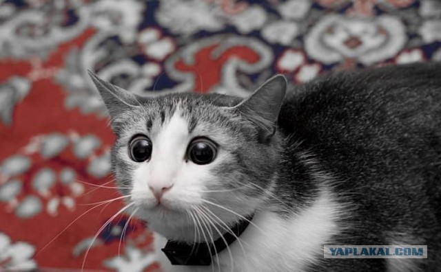 Удивление по-кошачьи