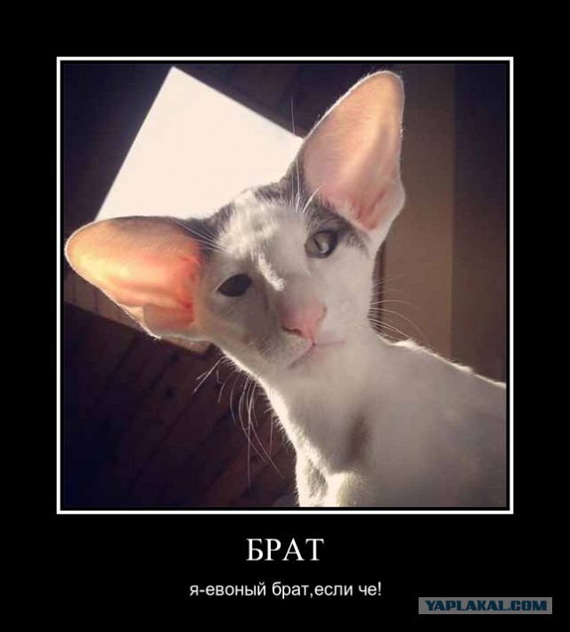 Коты не мы, мы не коты!