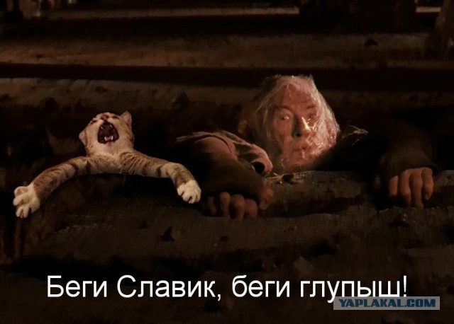 У меня грустные новости для соЯПовца. Слава Новиков тут есть?