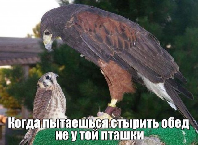 Картинки для поднятия настроения - 4