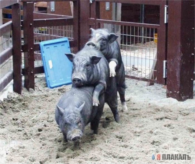 ХРЮШКИ. Уголок Пятачка, кабаны, свиньи