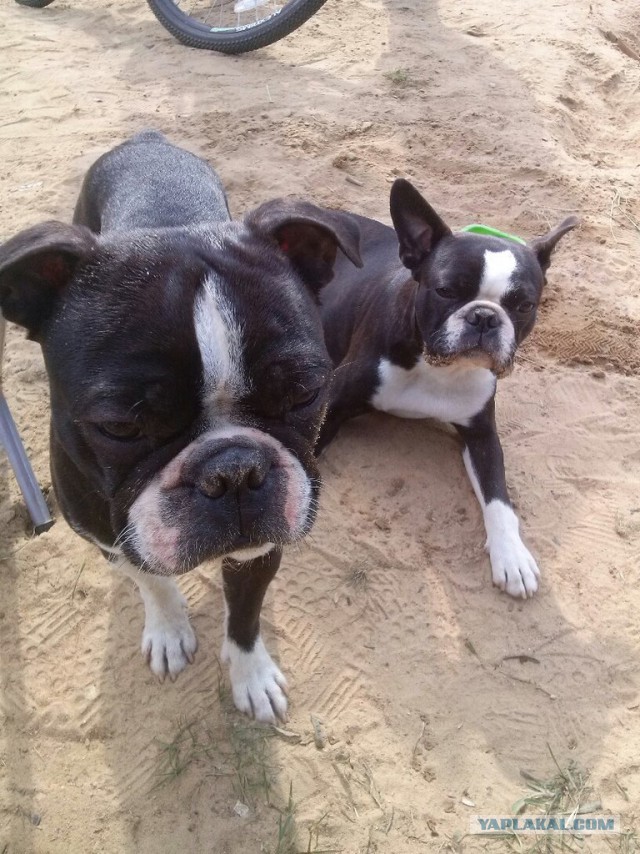 Страшно красивые терьеры