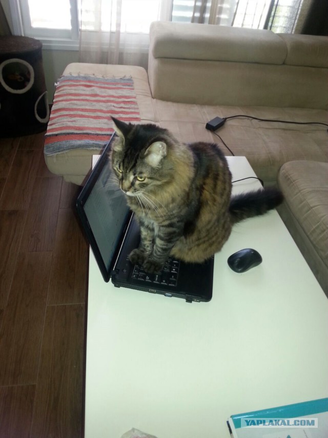 Кото-вторник 24 Мая 2016го :)