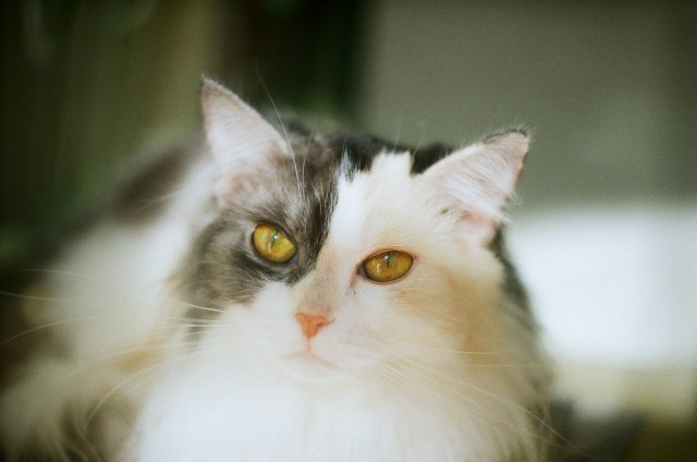 Коты из сети