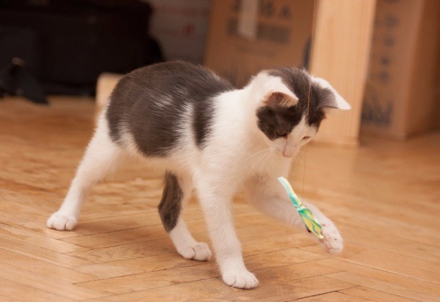 Коты из сети