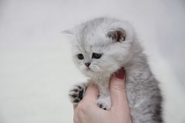 Коты и Кошки