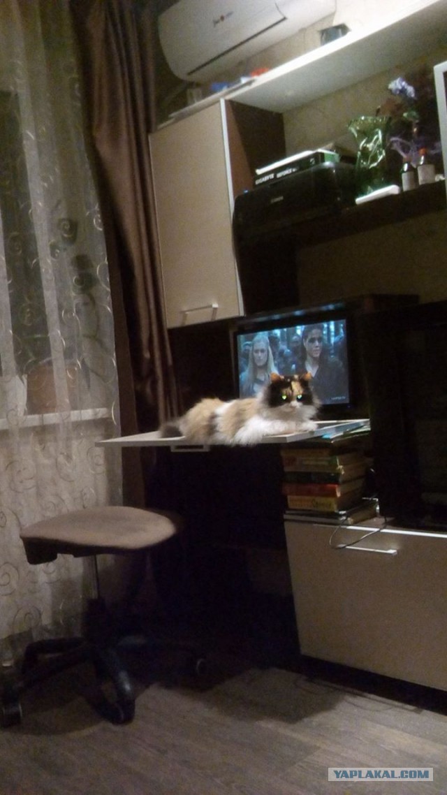 Котовторник 16.05.2017