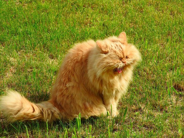 Котовторник  25.07.2017